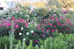 gallery-photo41